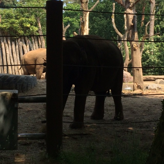 olifant dichtbij